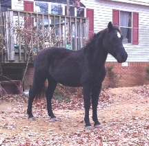 A horse named Blackjack