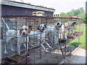 Some of Tom Love's many champion bird dogs