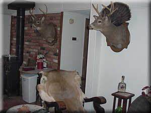 Some of Marty's collection of deer mounts